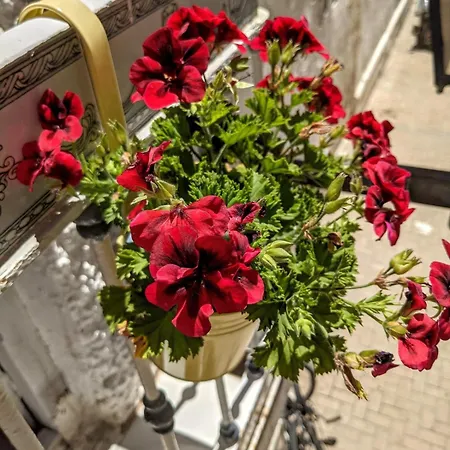 Central Townhouse With Amazing Rooftop Terrace Malaga